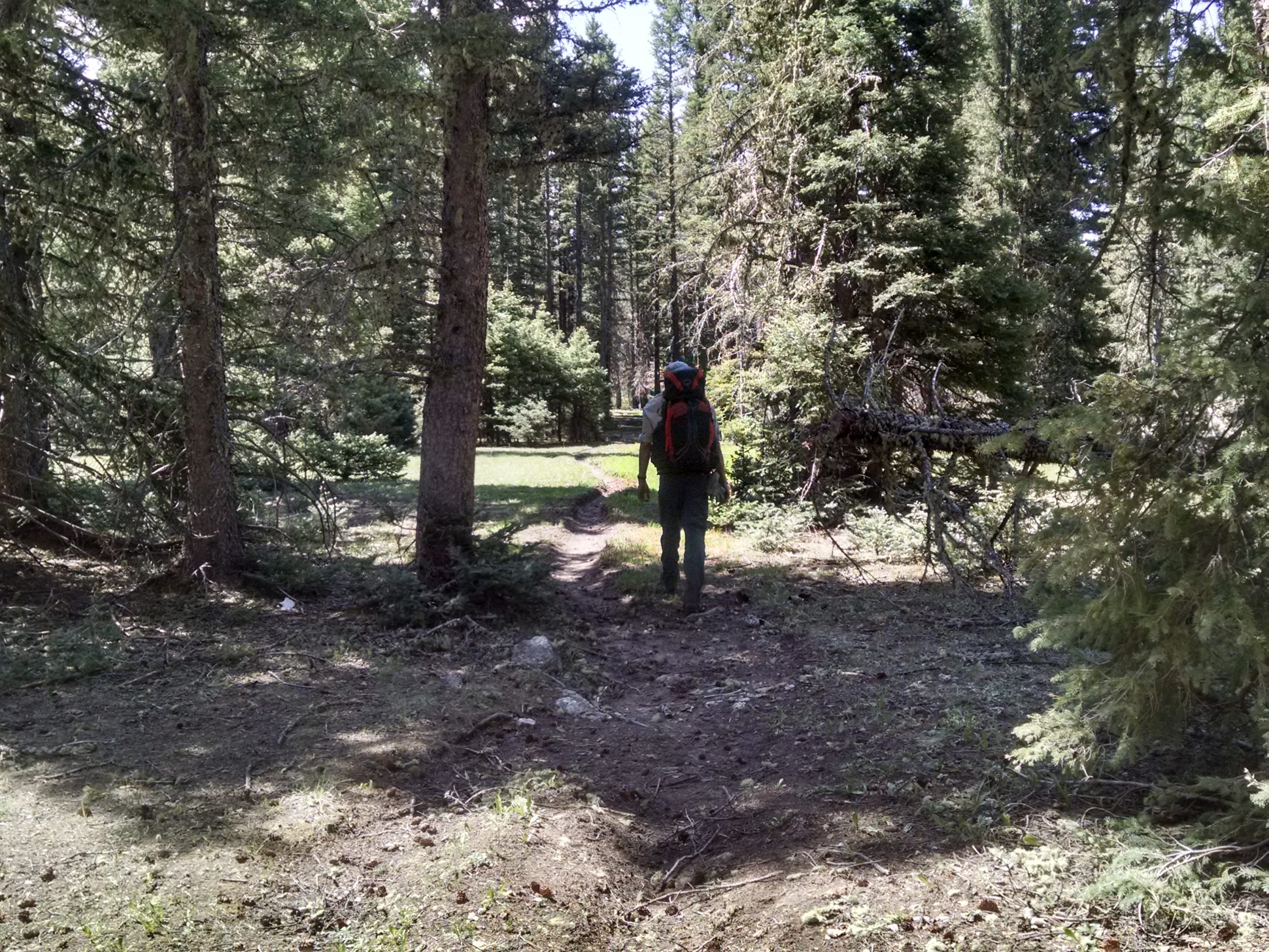 New fire restrictions are in place for three New Mexico forests; New Mexico Wild launches online hiking guide