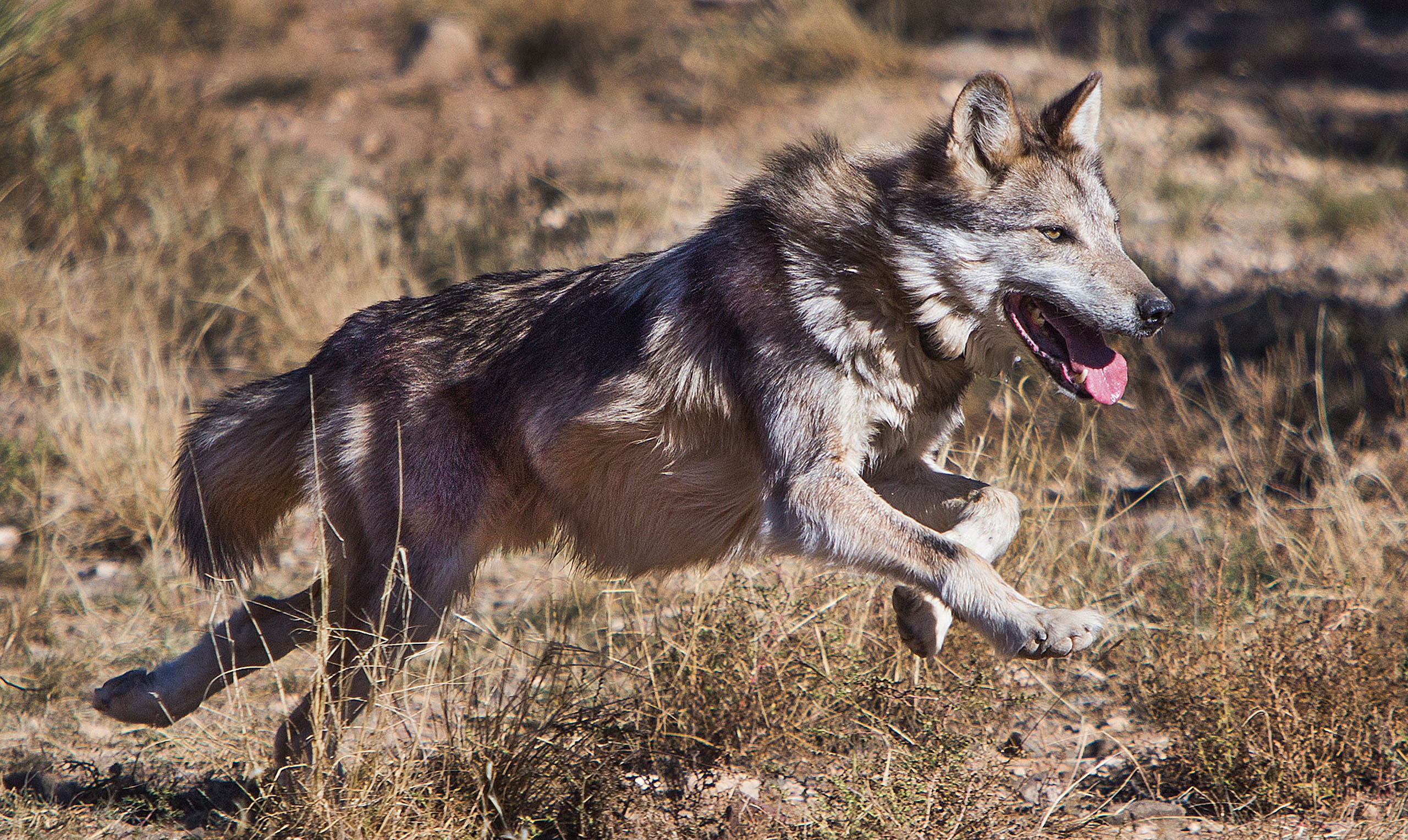 Mexican Gray Wolf Recovery: Progress and Setbacks in Summer 2025