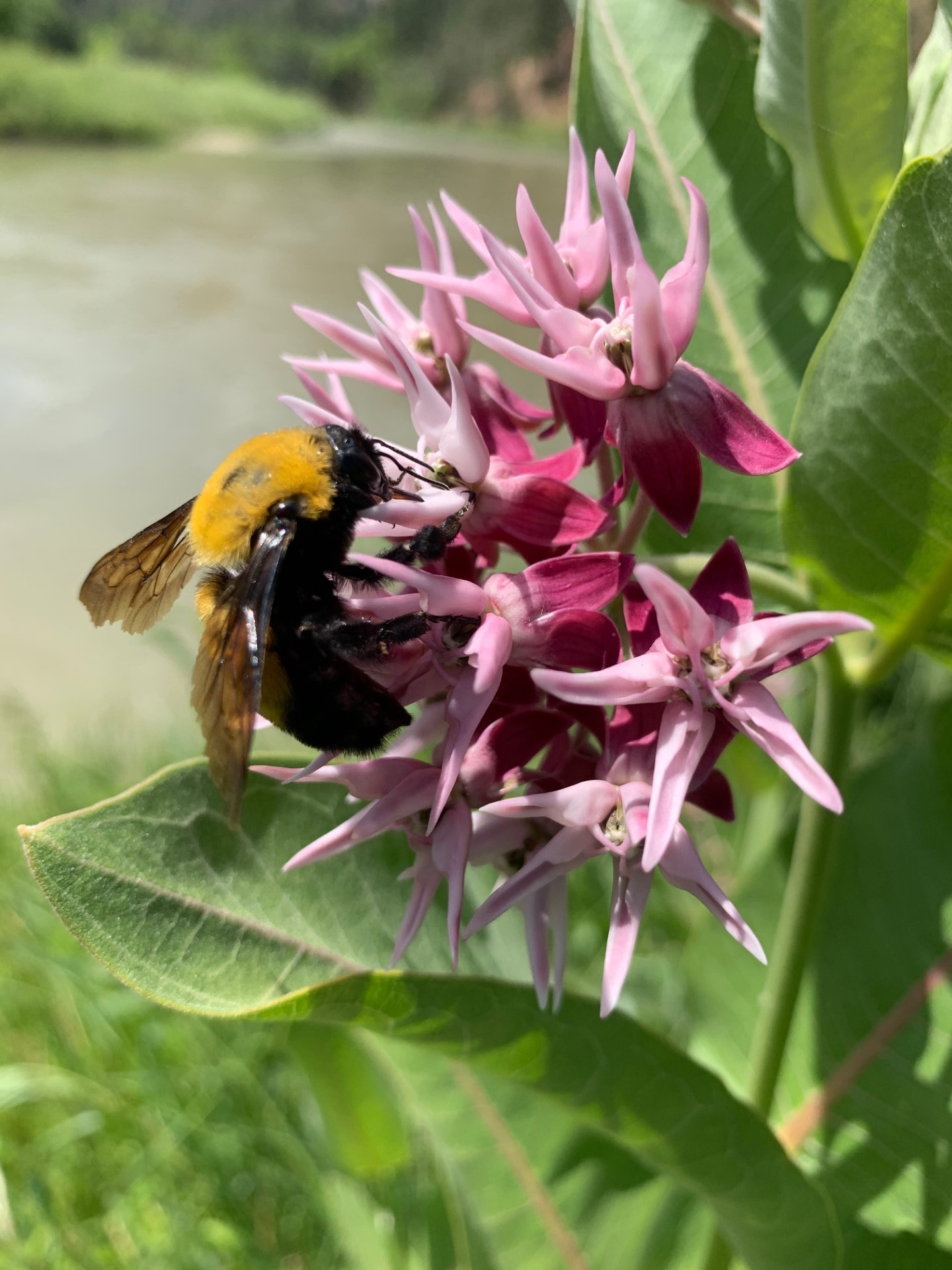 We stopped the spraying — now, to fix the process