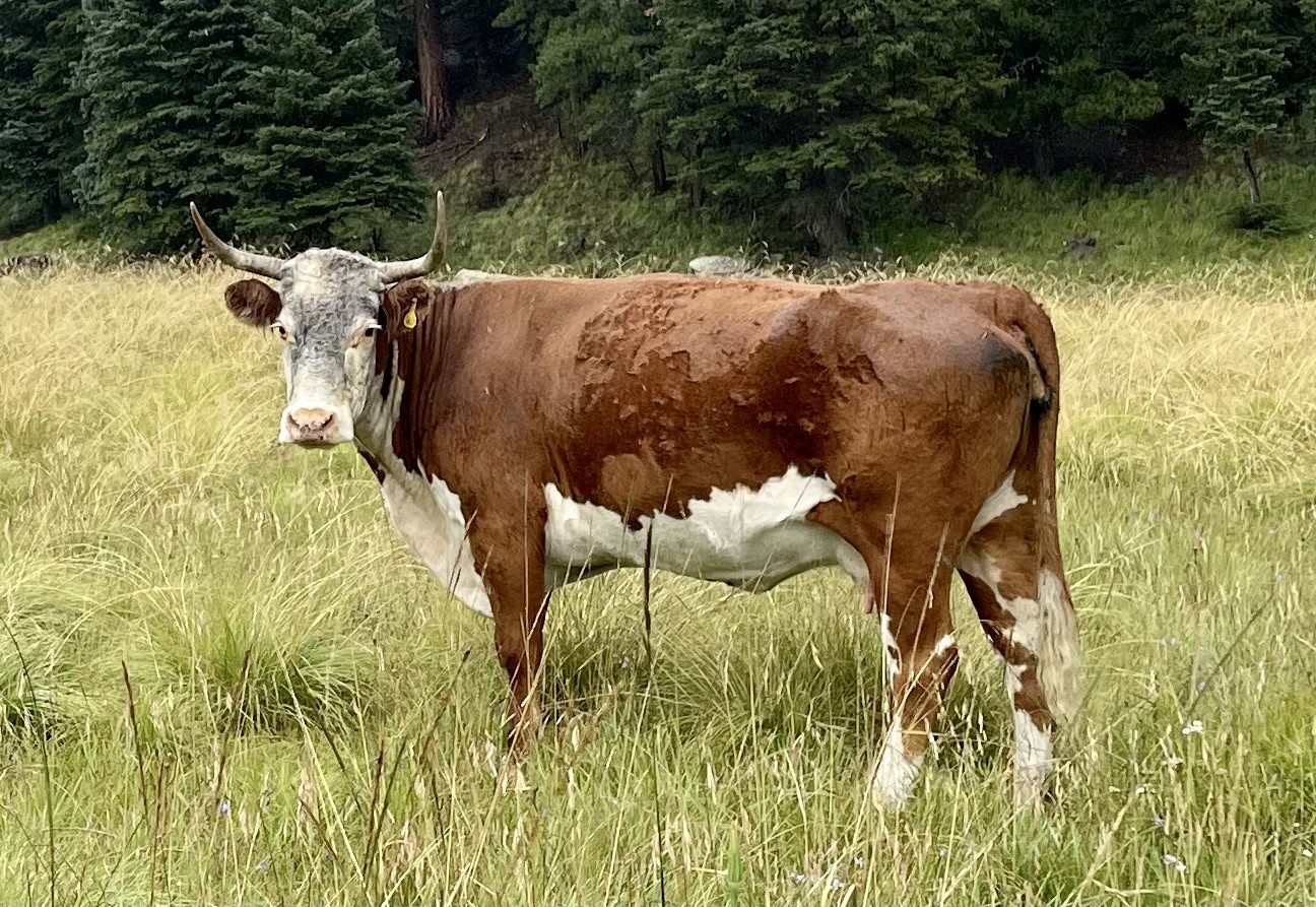 Action Alert: Weigh In on the future of Organ Mountains-Desert Peaks National Monument!