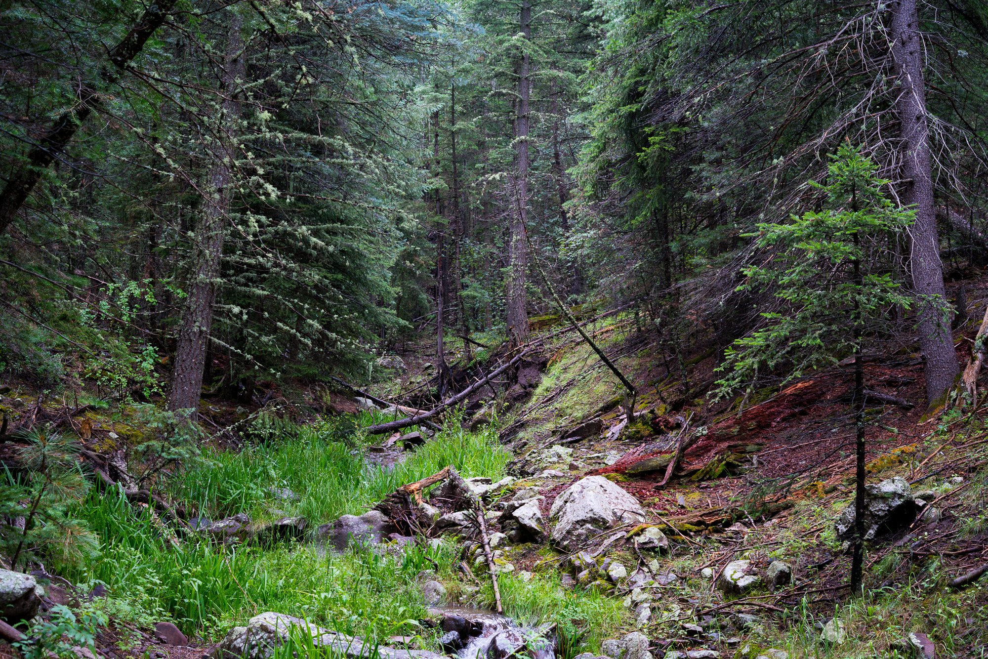 Old-growth forests and meadows in McKnight Canyon