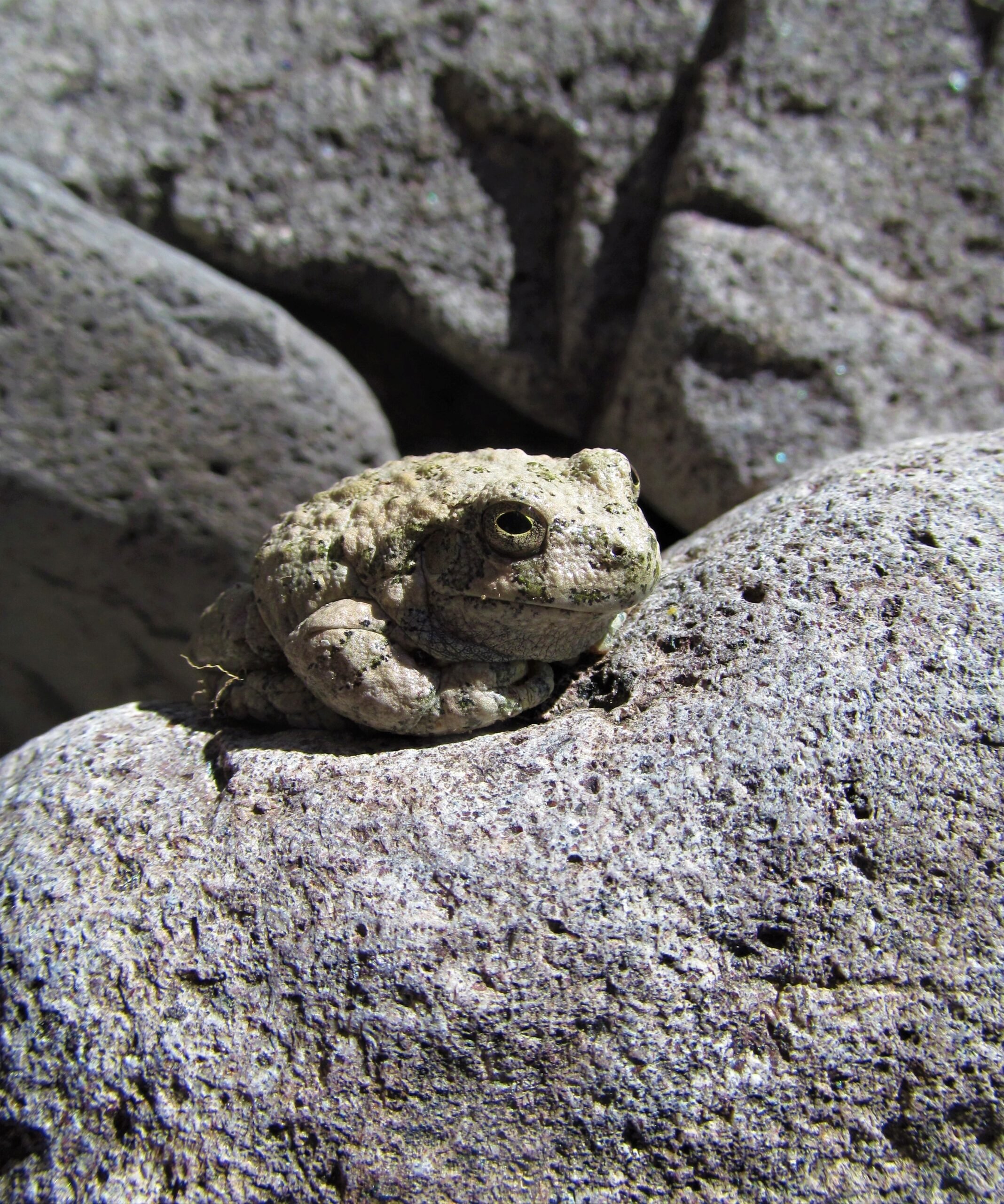Frog on a rock