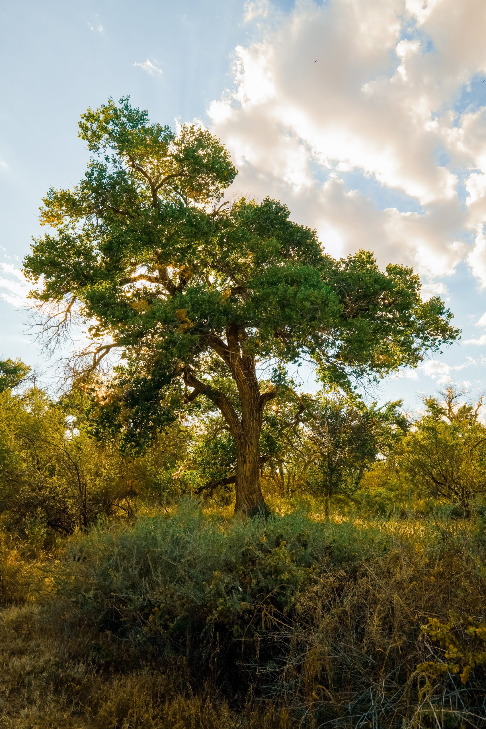 Cottonwood bosque and birds along the Rio Grande