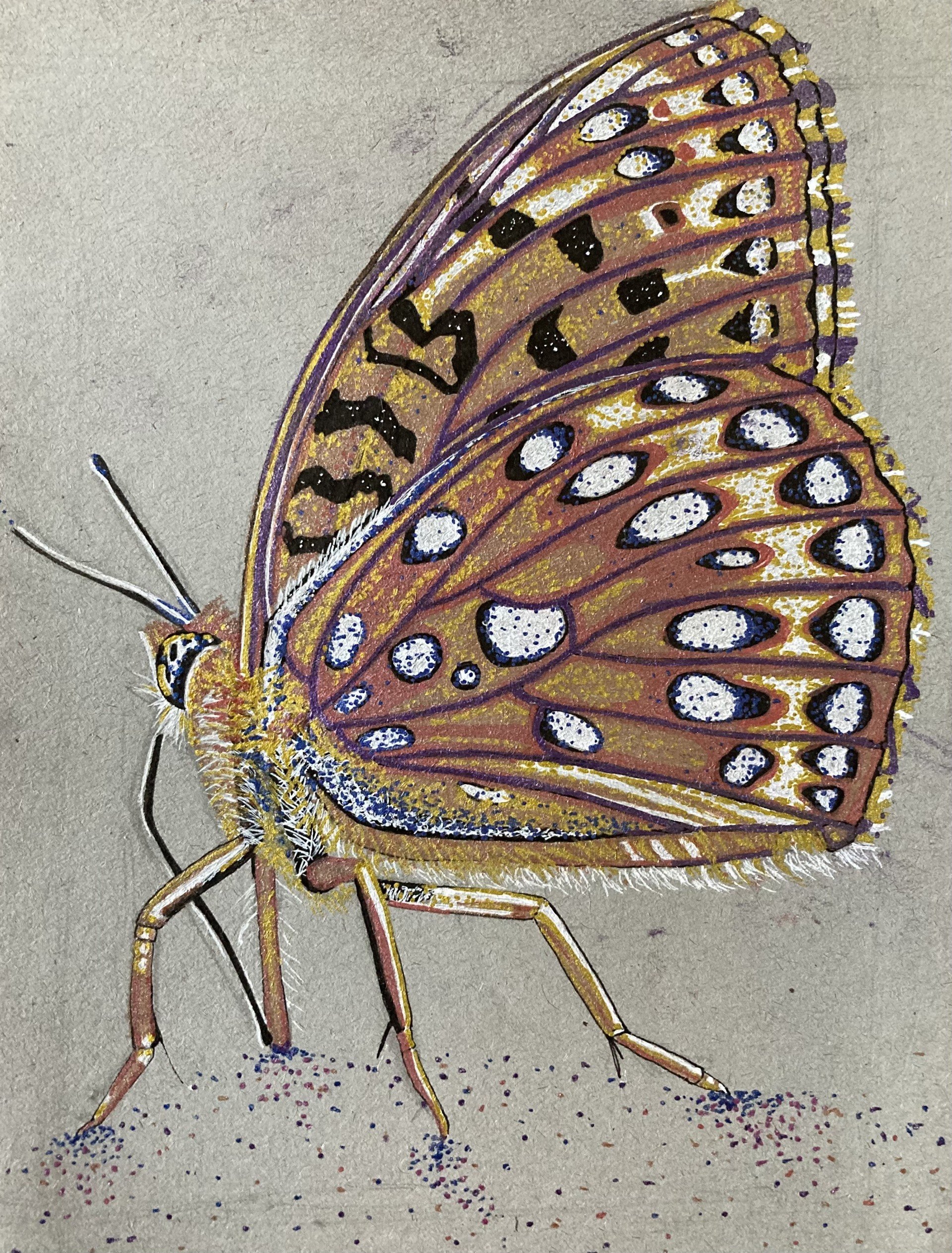 The Butterfly Effect: Protected lands, butterfly conservation, wildlife management and the interconnectedness of it all