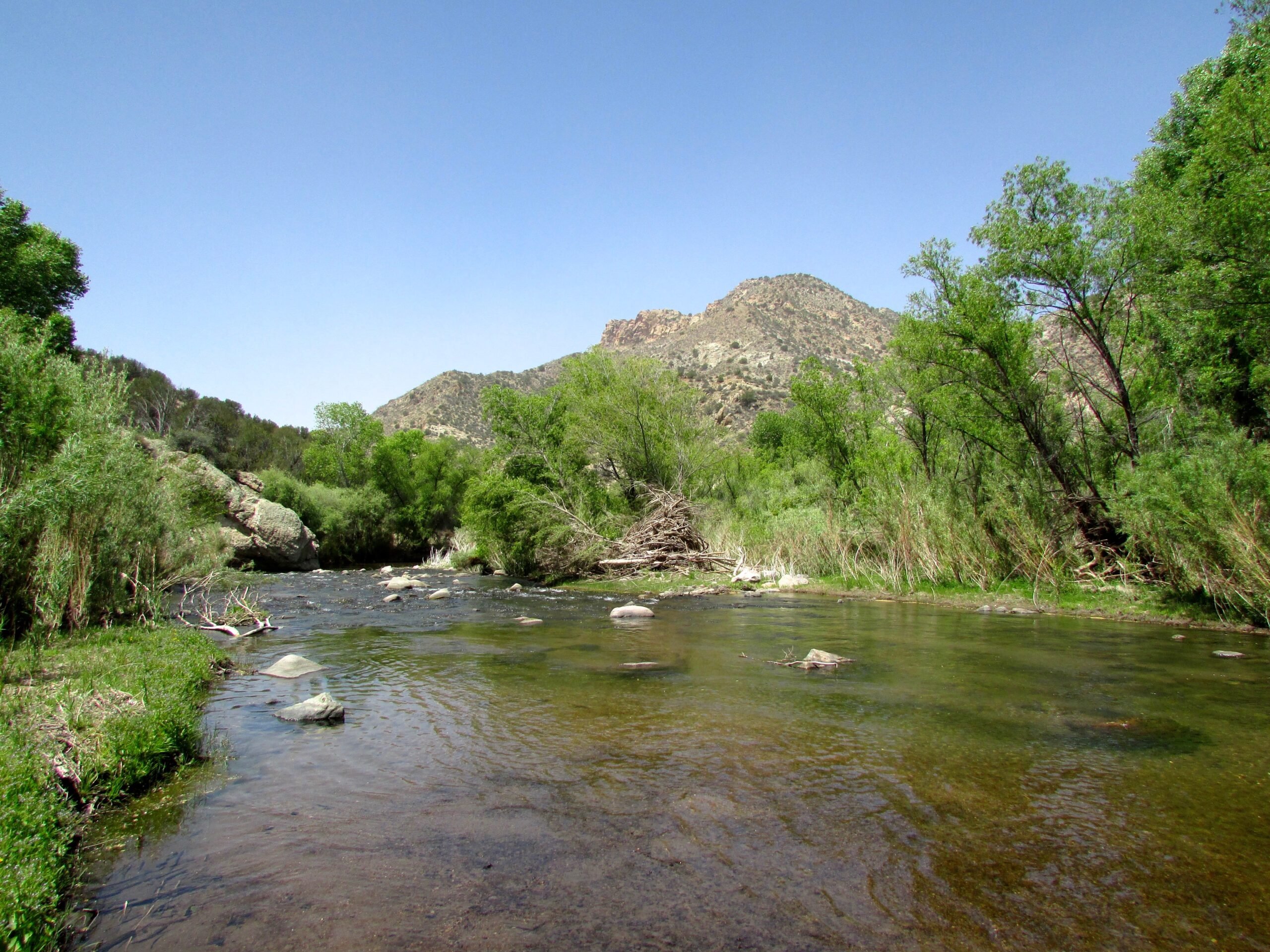 Cottonwood gallery forest along Gila River