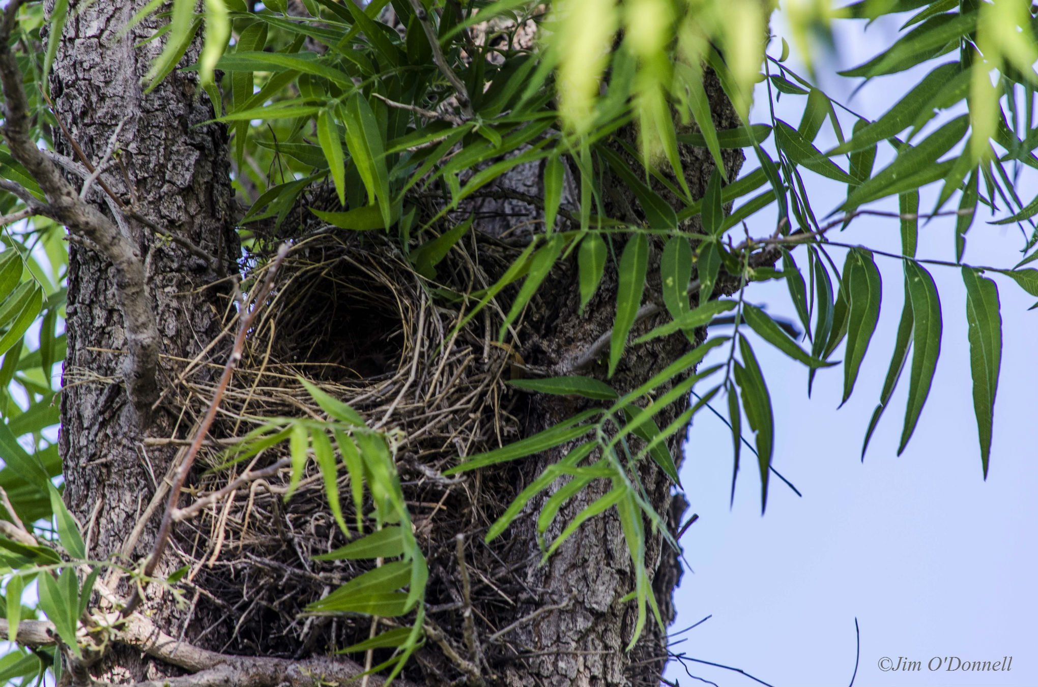 Chihuahuan Desert landscape near Delaware River