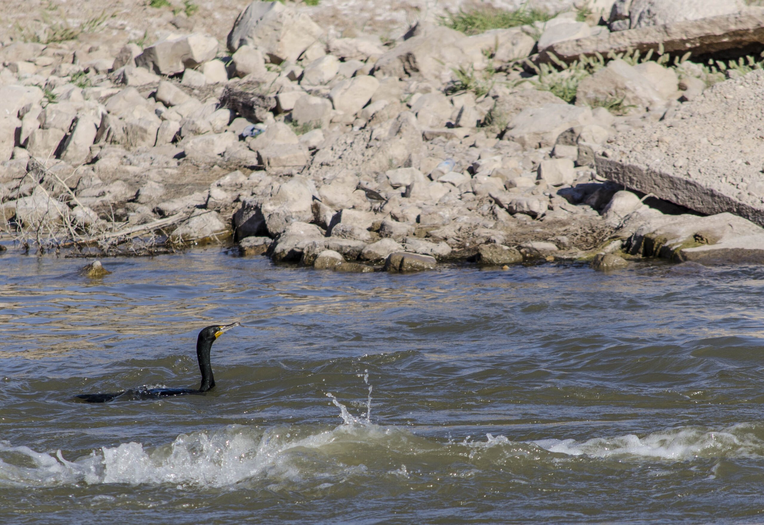 Delaware River riparian area