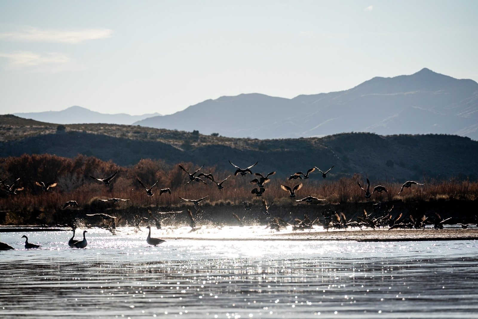 Wildlife and birds along the Rio Grande Escondida section