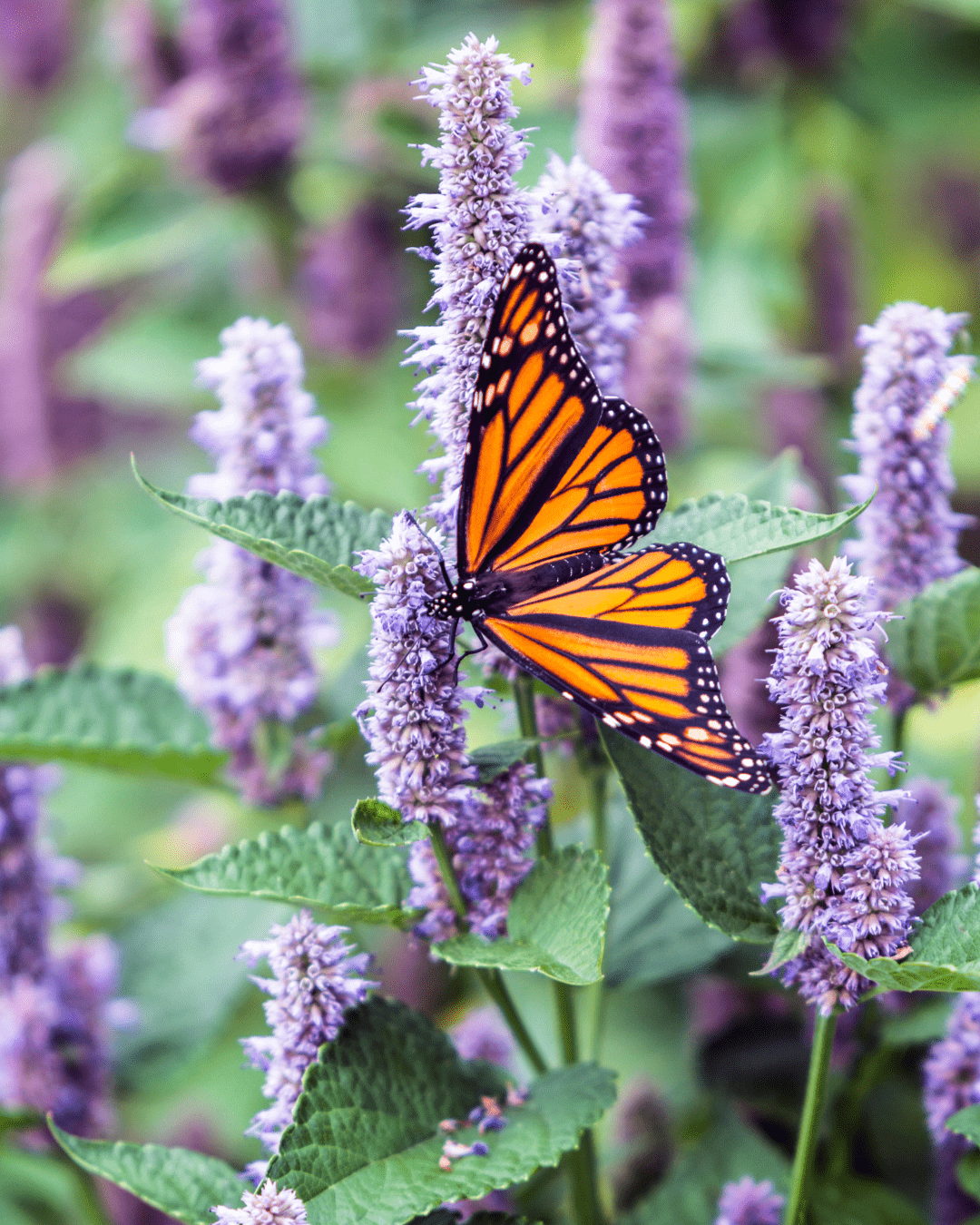 PRESS STATEMENT: New Mexico Wild Celebrates Historic Wildlife Management Reform