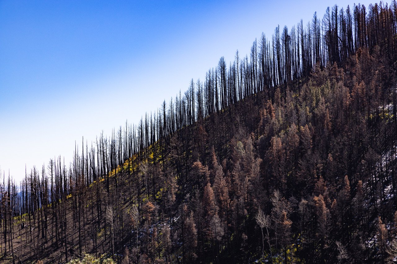 Calf Canyon Fire: An Autohistoria