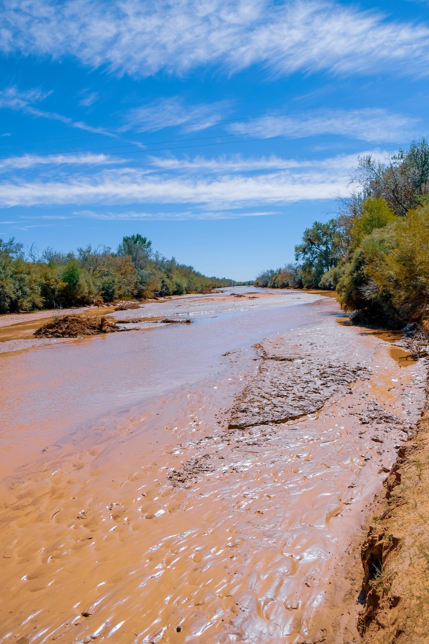 Rio Grande cottonwood bosque in Escondida section