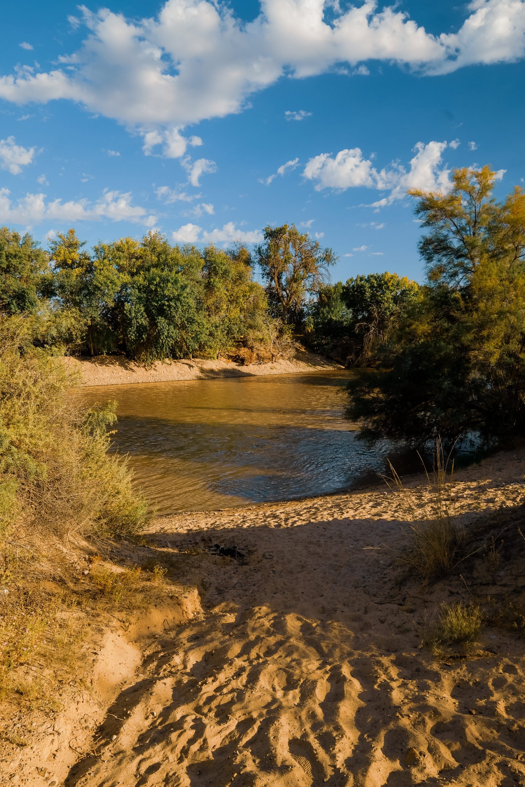 Cottonwood bosque and birds along the Rio Grande