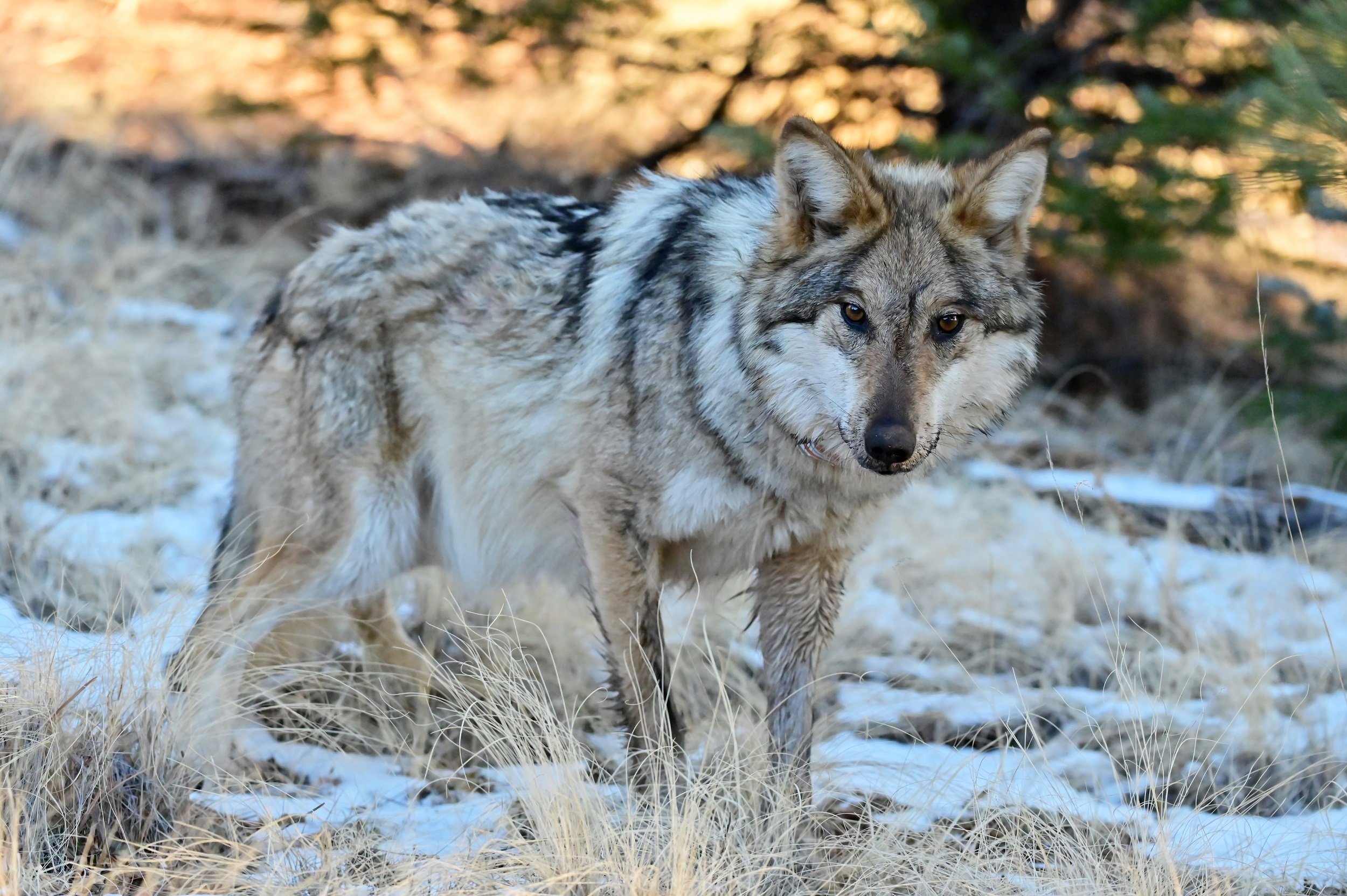Mexican Gray Wolf Population Reaches New Milestone, But Recovery Faces Challenges