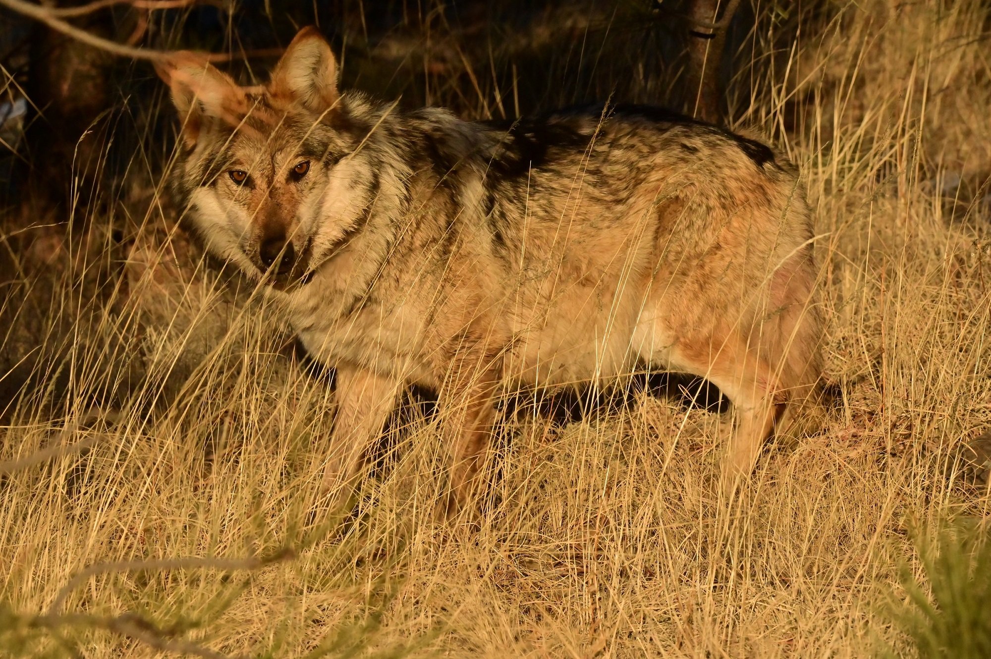 35 Conservation Groups Urge Federal Wildlife Officials: Let “Taylor” the Wolf Stay North of I-40
