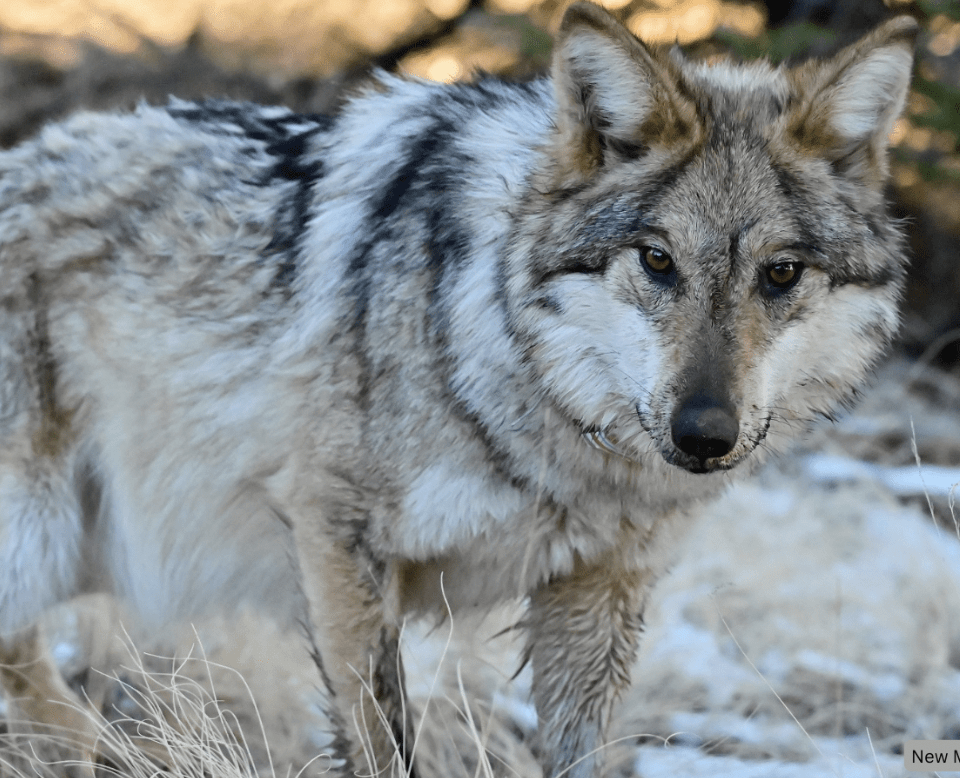 Urgent call to action: Speak up for New Mexico’s Endangered Species!