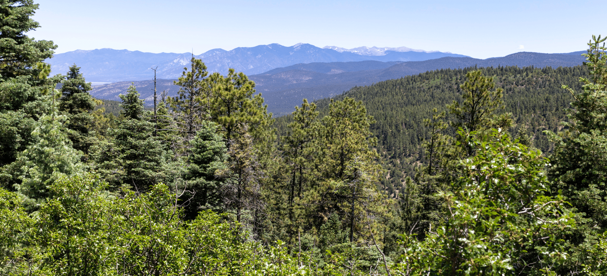 Climate Forests Campaign Responds to Trump Administration Rollback of the Roadless Rule