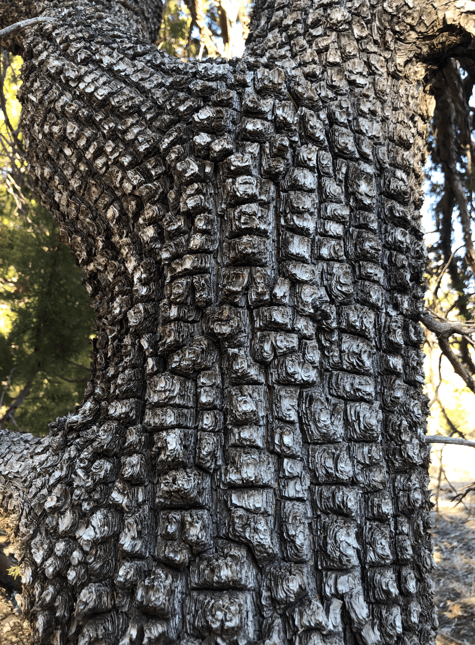 (Full) Sandia Medallion Trees Hike – Friday (3 miles)