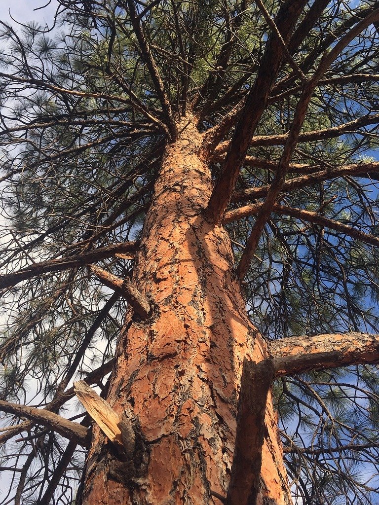 (Full) Sandia Medallion Trees Hike – Saturday (6-7 miles)