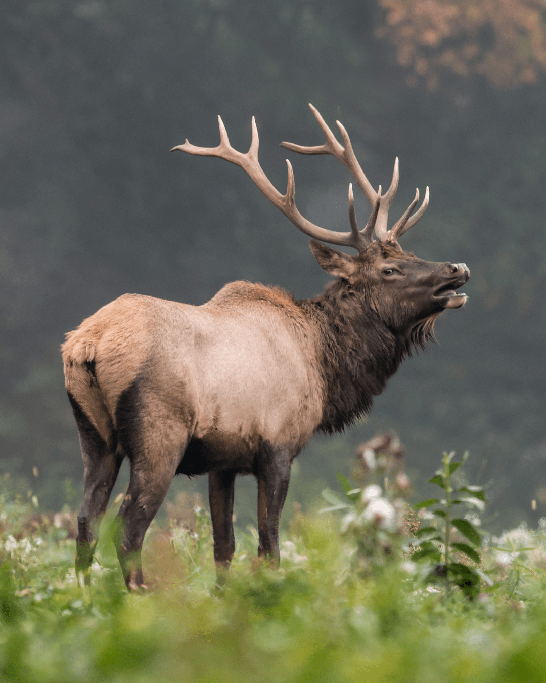 Webinar: Opportunities and Challenges for the Future of Wildlife Management in New Mexico