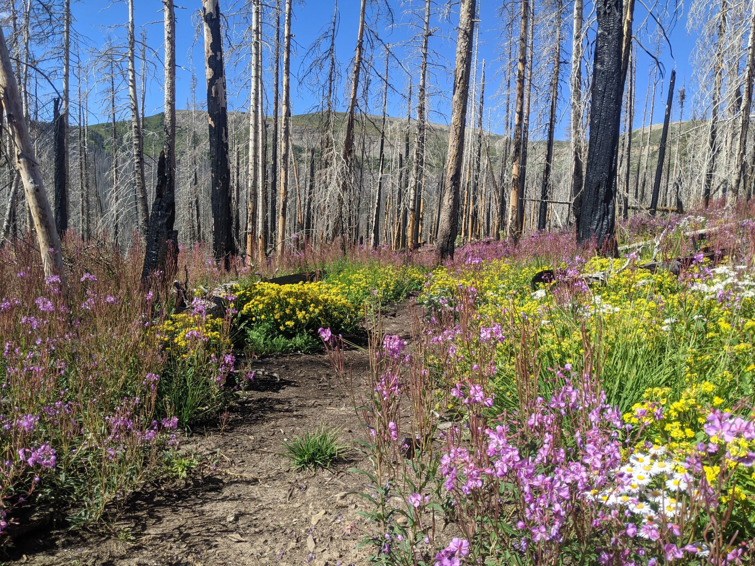 CLOSED: Volunteer with NM Wild Rangers: Hermit’s Peak-Calf Canyon Trail Project – Hamilton Mesa