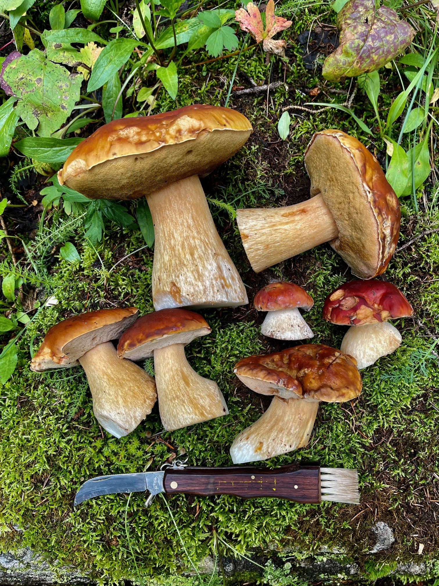 (Full) Mushroom Foraging Hike in the SF National Forest