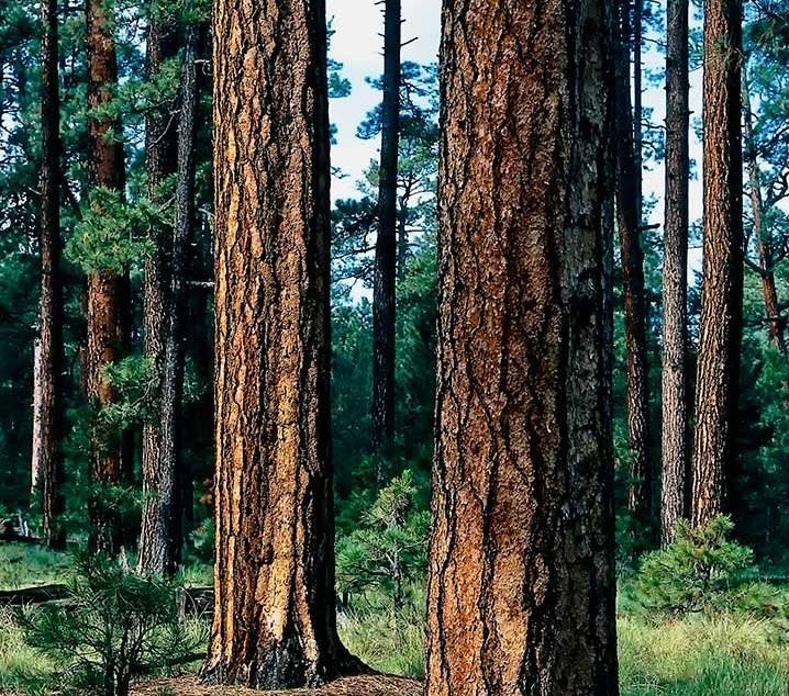 Roadless Rule Open House