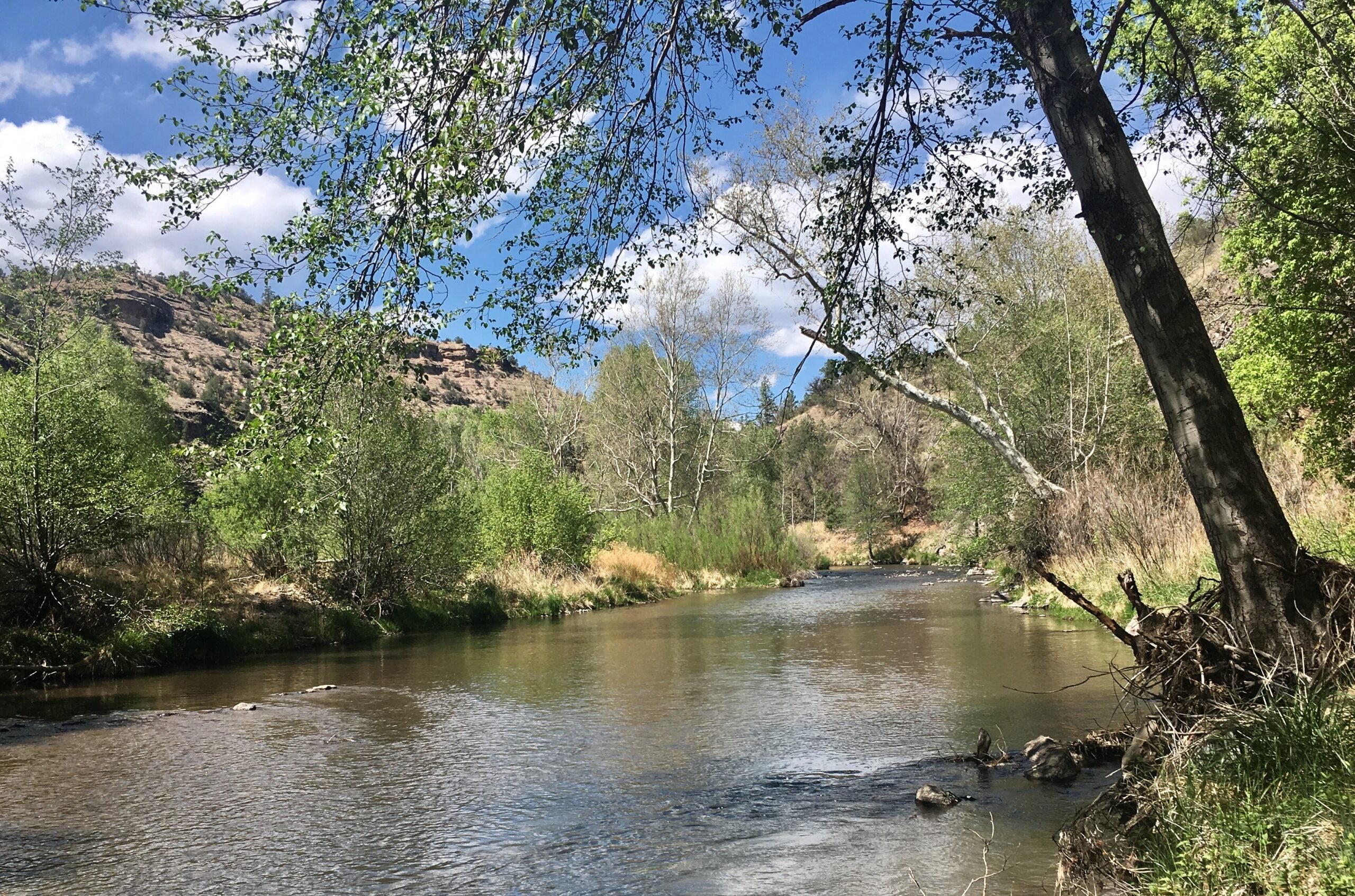 (FULL) Public Lands Day-Wild & Scenic River Restoration Project – Invasive Plant Removal at the Gila River Headwaters