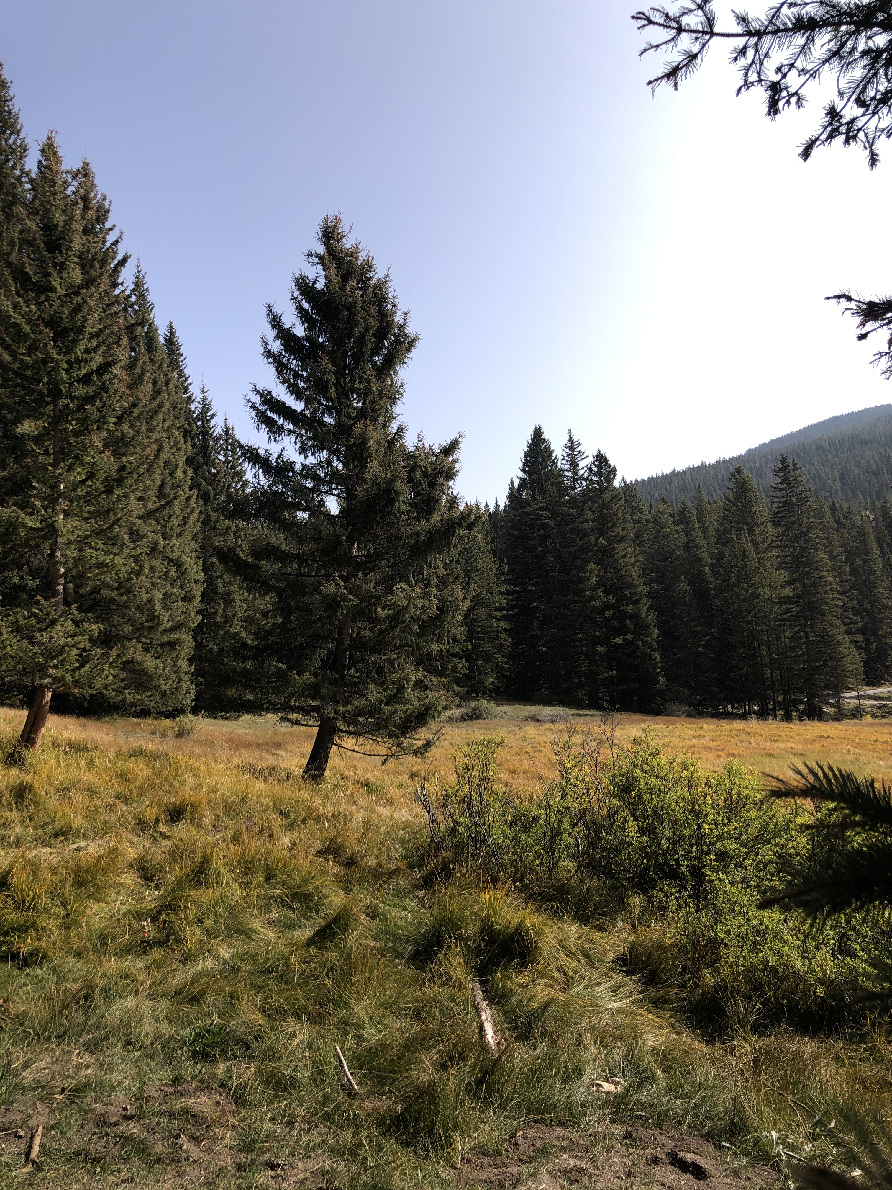 (Closed) Roadless Area hike in the Santa Fe National Forest